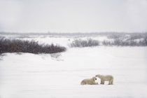 Dois ursos polares — Fotografia de Stock
