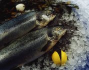 Salmone fresco sul ghiaccio — Foto stock