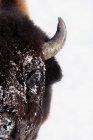 Bisonte d'inverno sulla neve bianca — Foto stock