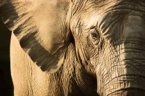 Elefante rosto close-up — Fotografia de Stock