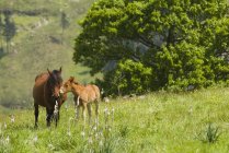 Stute und Fohlen auf der Weide — Stockfoto