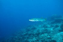 Barracuda swimming over riff — Stock Photo