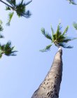 Palmen gegen blauen Himmel — Stockfoto