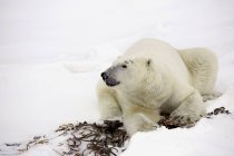 Полярний ведмідь відпочиває — стокове фото