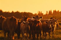 Говяжий скот на поле — стоковое фото