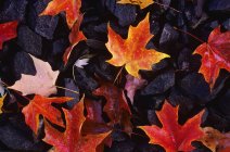 Maple Leaves On Rocks — Stock Photo