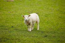 Lamm im Feld mit grünem Gras — Stockfoto