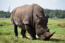 Носорог стоит на зеленой траве — стоковое фото