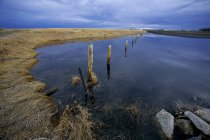Вода с травой — стоковое фото