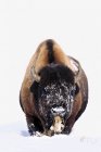 Bison en hiver sur la neige — Photo de stock