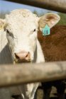 Vaca em Corral com etiqueta — Fotografia de Stock