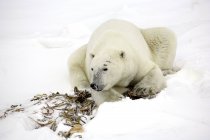 Полярний ведмідь відпочиває — стокове фото