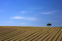Tree In Ploughed Field — Stock Photo