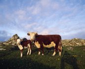 Vaca y ternera en campo herboso - foto de stock