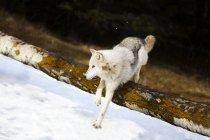 Loup sautant par-dessus Log — Photo de stock