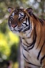 Бенгальский тигр на открытом воздухе — стоковое фото