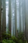 Jedediah smith sequoias parques estatais — Fotografia de Stock