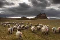 Pecore al pascolo dal castello sul campo — Foto stock