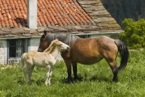 Mare і foal в пасовищах — стокове фото