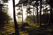 Silhouette di alberi nella foresta — Foto stock