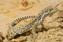 Лонг носом leopard ящірка — стокове фото