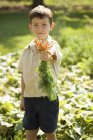 Ragazzo che tiene le carote appena raccolte — Foto stock