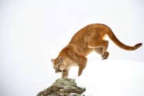 Puma auf dem Streifzug über Weiß — Stockfoto