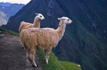Ламы, стоящие на скале — стоковое фото
