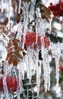 Foglie d'autunno ricoperte di ghiaccio — Foto stock