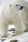 Белый медведь стоит на снегу — стоковое фото