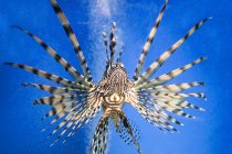 Tropische Fische schwimmen — Stockfoto