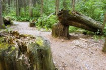 Trees Felled In Forest — Stock Photo