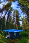 Палатка в кемпинге внутри леса — стоковое фото