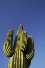 Cactus creciendo contra el cielo azul - foto de stock