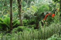 Forêt tropicale à l'extérieur — Photo de stock