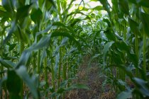 Кукурудзяне поле зростає — стокове фото