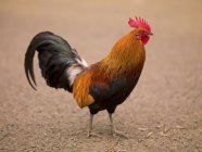 Rooster standing on ground — Stock Photo