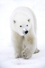 Ours polaire marchant sur la neige — Photo de stock
