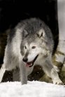 Wolf steht auf Schnee — Stockfoto