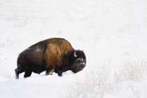 Bisonte en invierno caminando - foto de stock