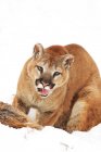 Cougar con preda che si trova sulla neve — Foto stock