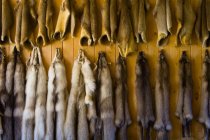Animal Pelts on wall — Stock Photo