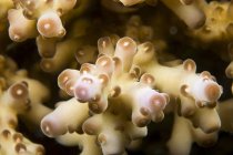 Vista macro de corais duros — Fotografia de Stock