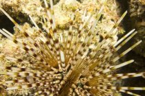 Морський урчин під водою — стокове фото