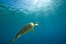Tartaruga marinha verde — Fotografia de Stock