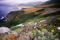 Wild Flowers On Coastline Of Big Sur — Stock Photo
