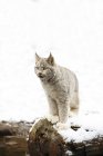 Lynx canadense no log — Fotografia de Stock