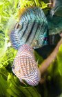 Тропическая рыба под водой — стоковое фото