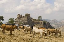 Altes Schloss und grasende Rinder — Stockfoto