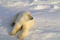 Полярний ведмідь лежить у снігу — стокове фото